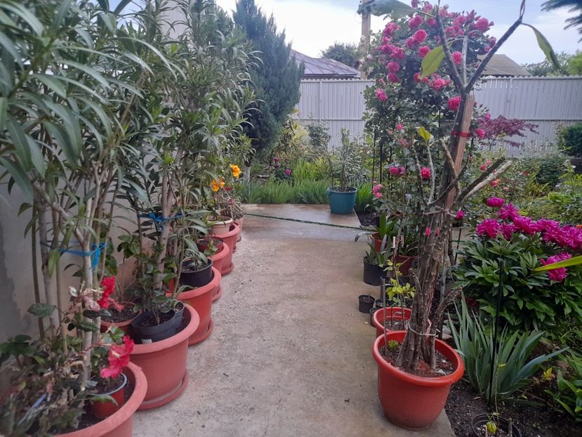 - 1111 Bucurii florale 2025