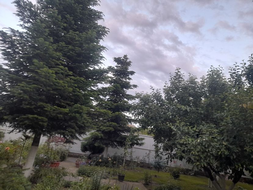  - 1111 Bucurii florale 2025
