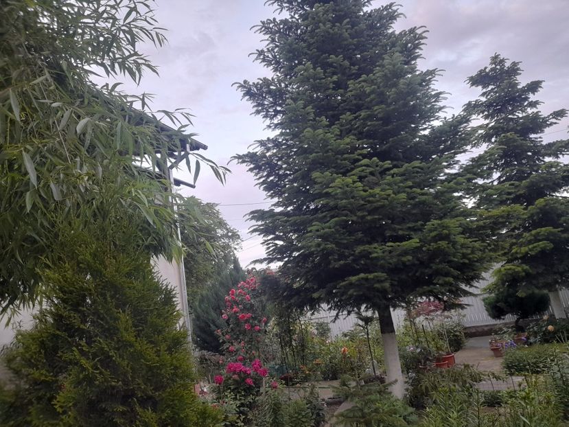  - 1111 Bucurii florale 2025