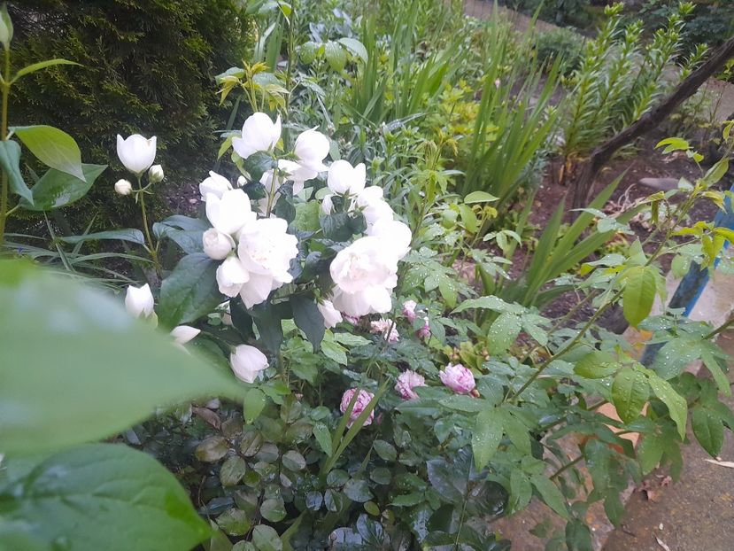  - 1111 Bucurii florale 2025