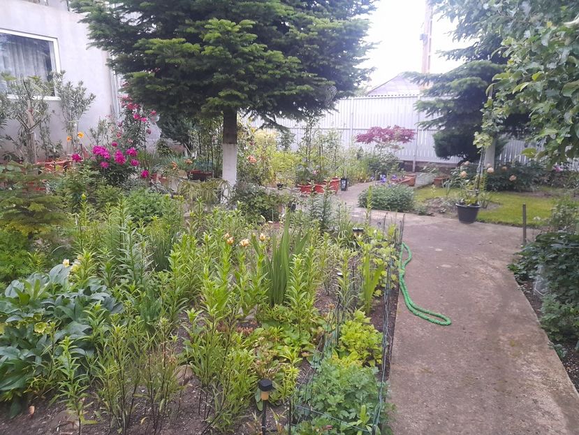  - 1111 Bucurii florale 2025