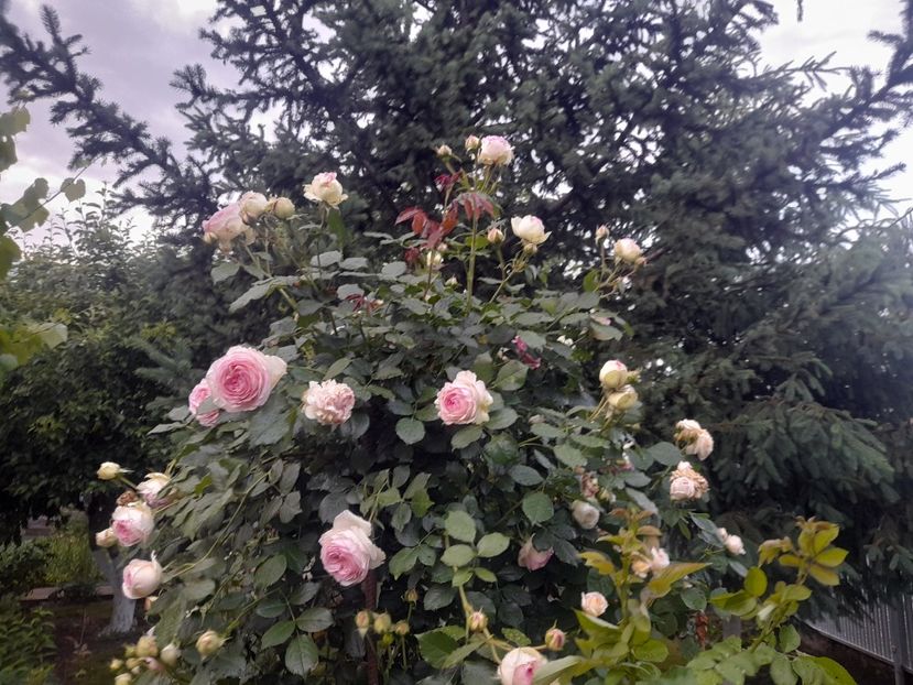  - 1111 Bucurii florale 2025