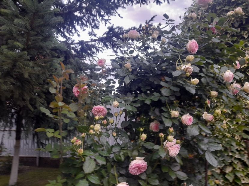  - 1111 Bucurii florale 2025
