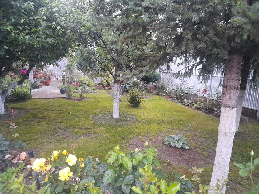  - 1111 Bucurii florale 2025