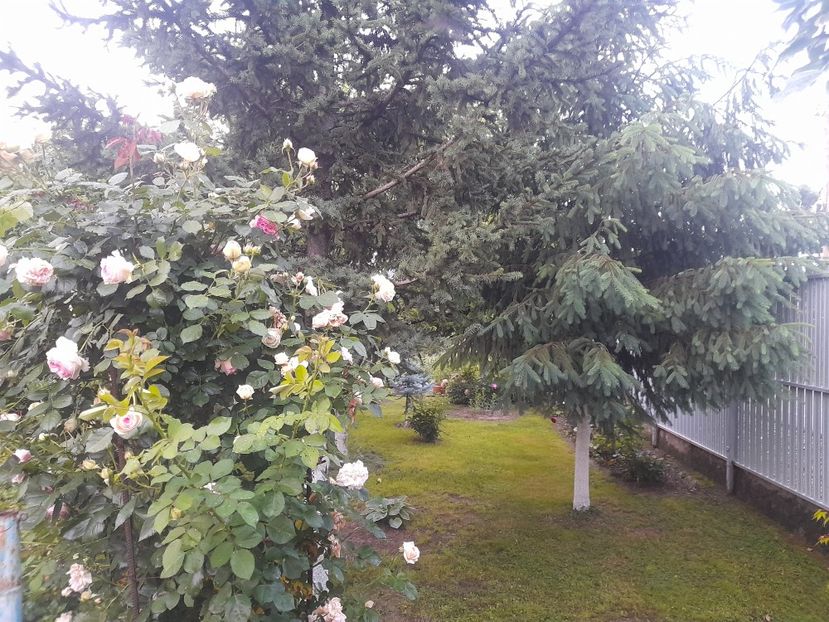  - 1111 Bucurii florale 2025
