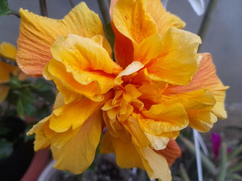  - 1111 Bucurii florale 2025