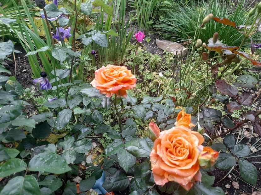  - 1111 Bucurii florale 2025