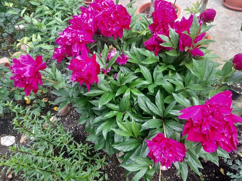  - 1111 Bucurii florale 2025