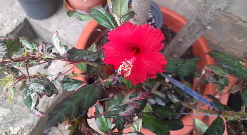  - 1111 Bucurii florale 2025