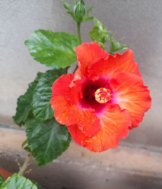  - 1111 Bucurii florale 2025
