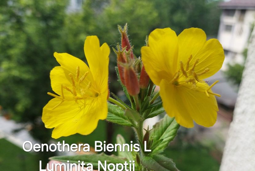  - 2025- Oenothera