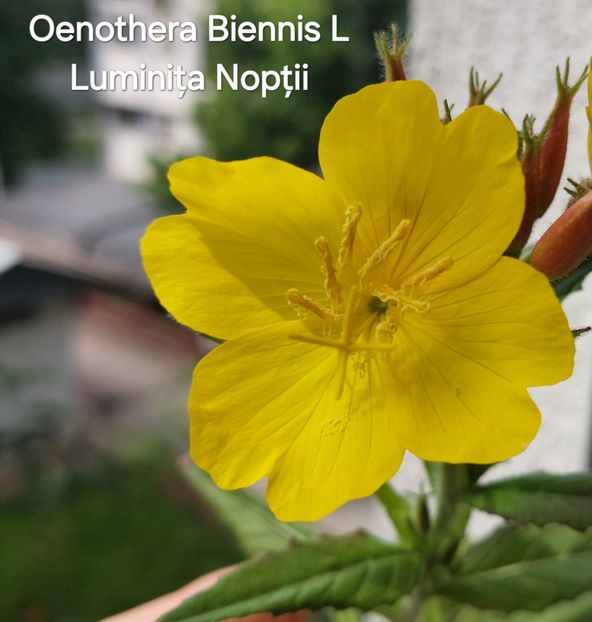  - 2025- Oenothera