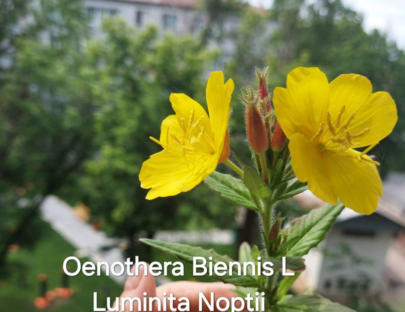  - 2025- Oenothera