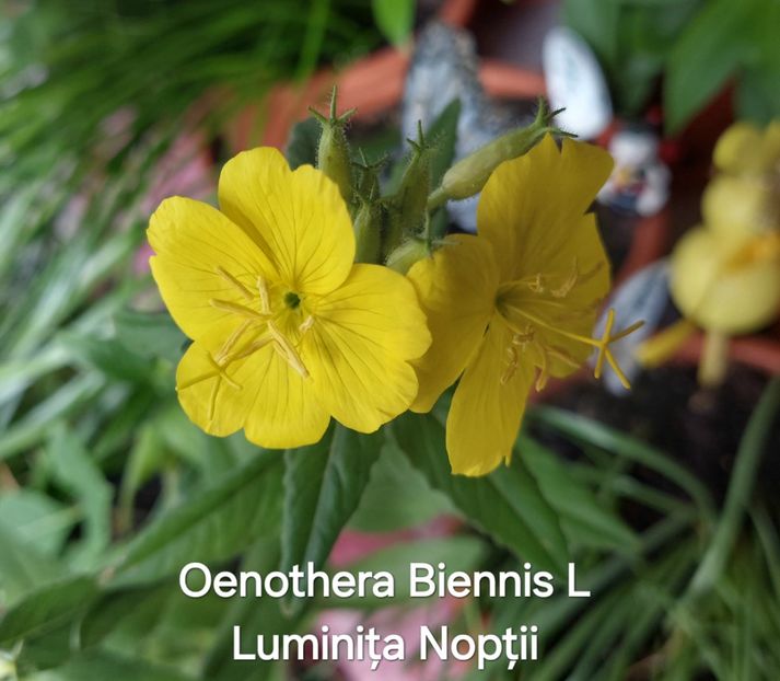  - 2025- Oenothera