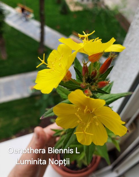  - 2025- Oenothera