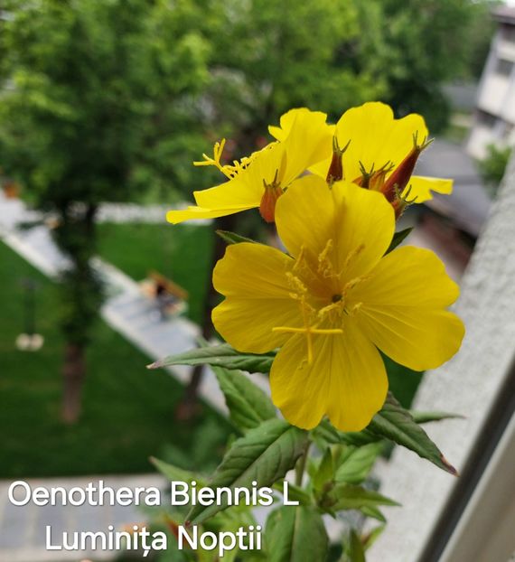  - 2025- Oenothera
