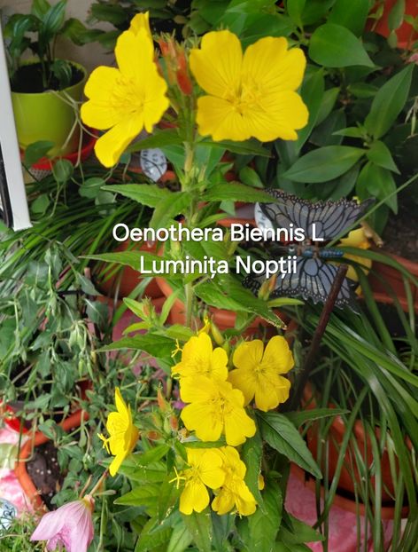 20250529_151911(1) - 2025- Oenothera