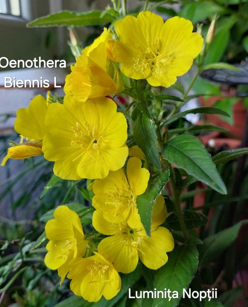  - 2025- Oenothera