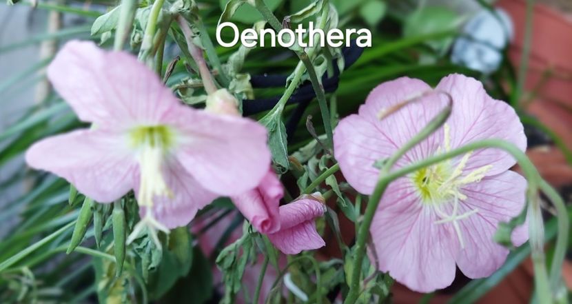  - 2025- Oenothera