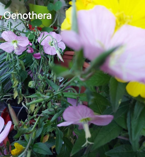  - 2025- Oenothera
