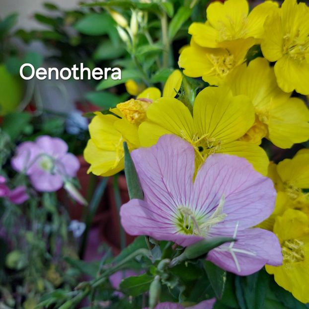  - 2025- Oenothera