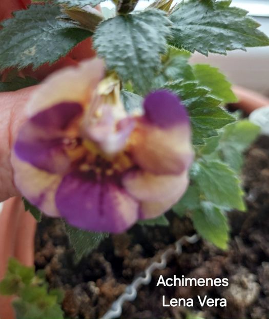  - 2025 - Achimenes