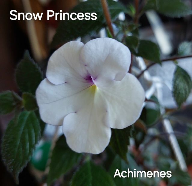  - 2025 - Achimenes