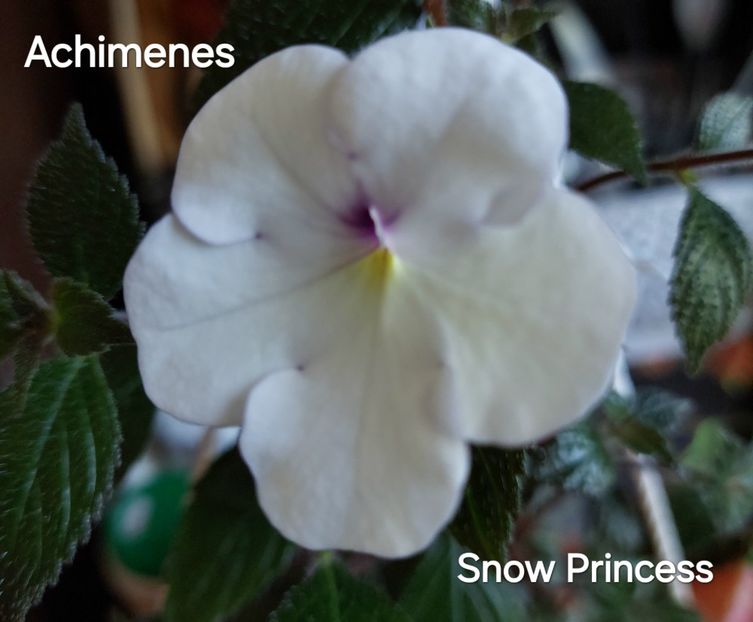  - 2025 - Achimenes