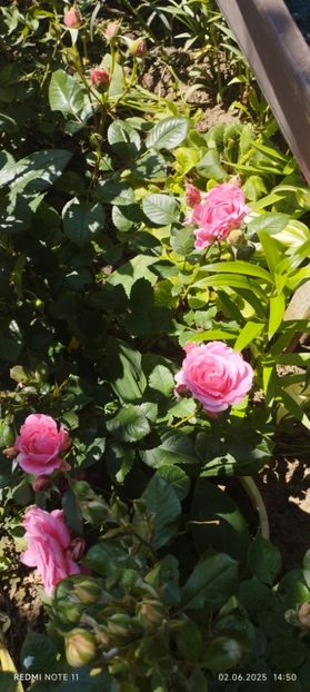  - Primavara -vara 2025