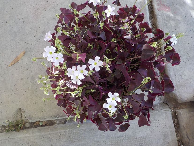 - oxalis triangularis