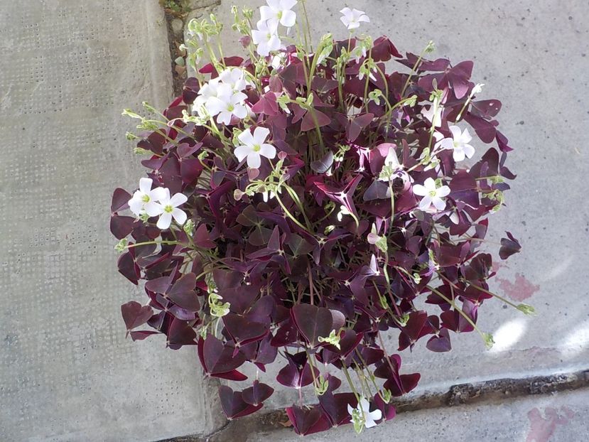  - oxalis triangularis