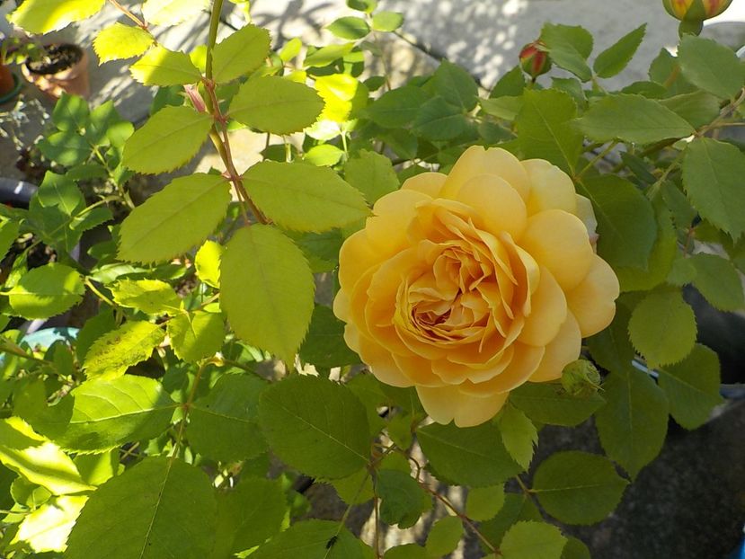  - Trandafiri in gradina mea