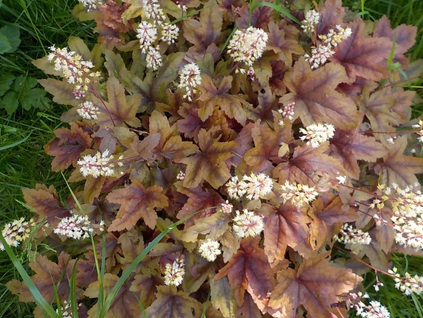  - heuchera gradina