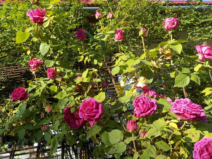  - trandafiri pentru dulceata