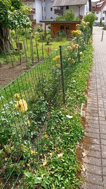Img.2025.05.26 - Zu-Cele mai frumoase grădini
