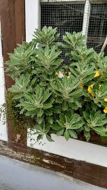 Img.2025.05.26 - Zu-Cele mai frumoase grădini