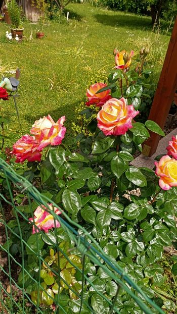 Img.2025.05.26 - Zu-Cele mai frumoase grădini