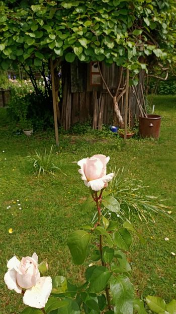 Img.2025.05.26 - Zu-Cele mai frumoase grădini