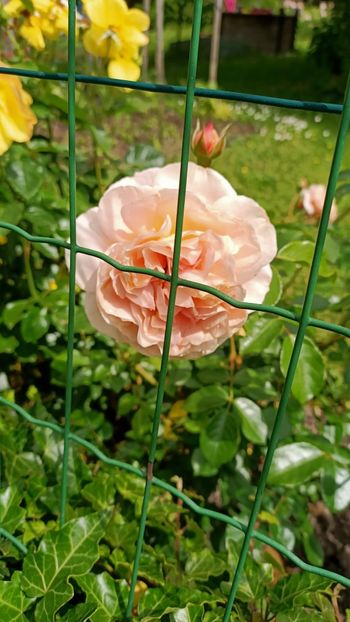 Img.2025.05.26 - Zu-Cele mai frumoase grădini