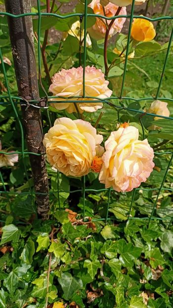 Img.2025.05.26 - Zu-Cele mai frumoase grădini