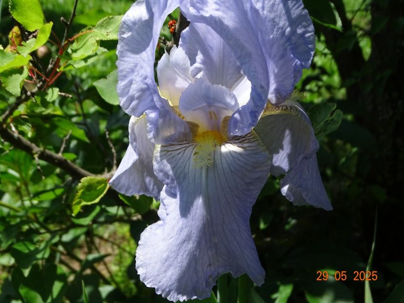  - Irisi 2025 -Dobarland