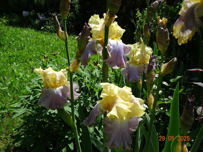  - Irisi 2025 -Dobarland