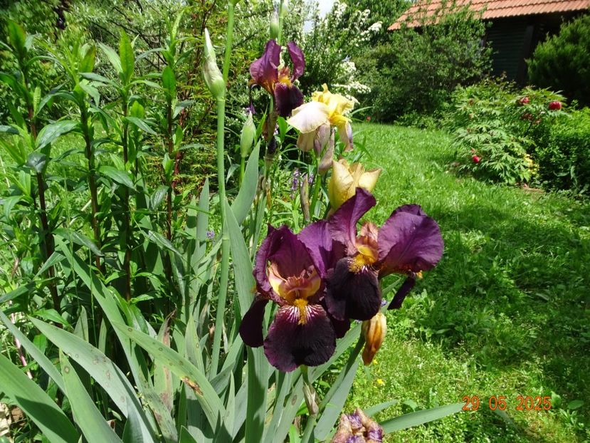  - Irisi 2025 -Dobarland