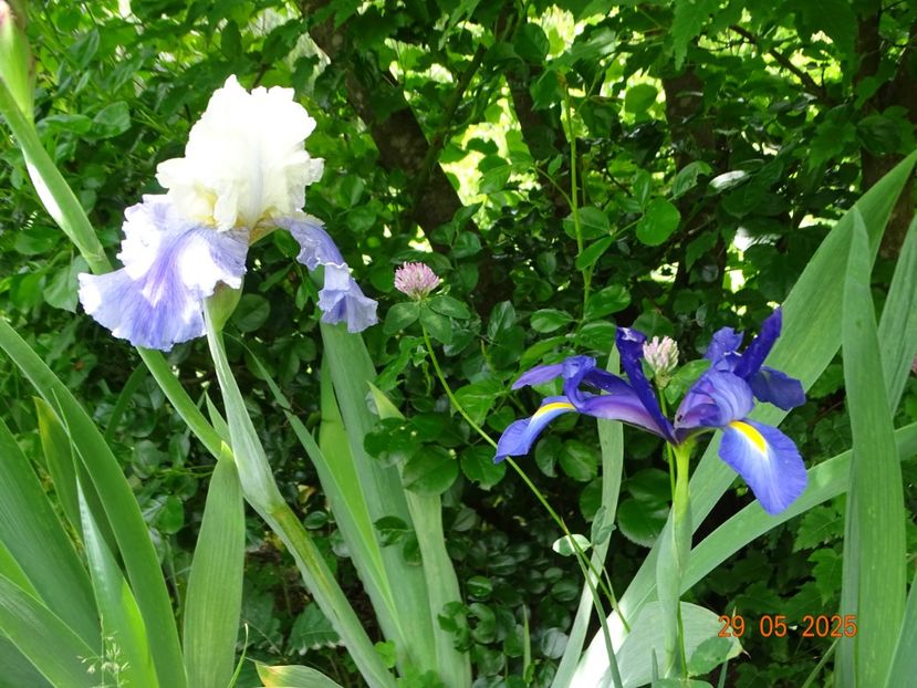  - Irisi 2025 -Dobarland