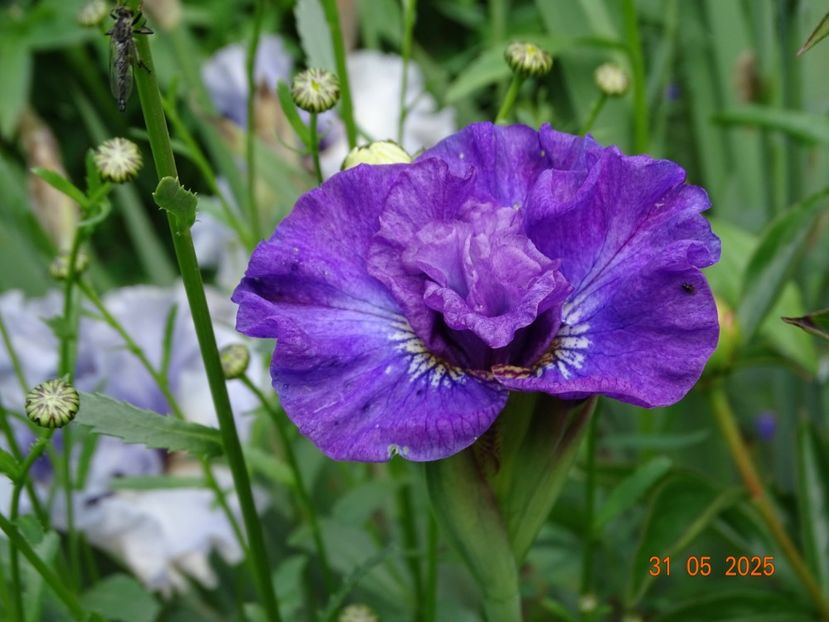 Rosy Bows (sibirica) - Irisi 2025 -Dobarland