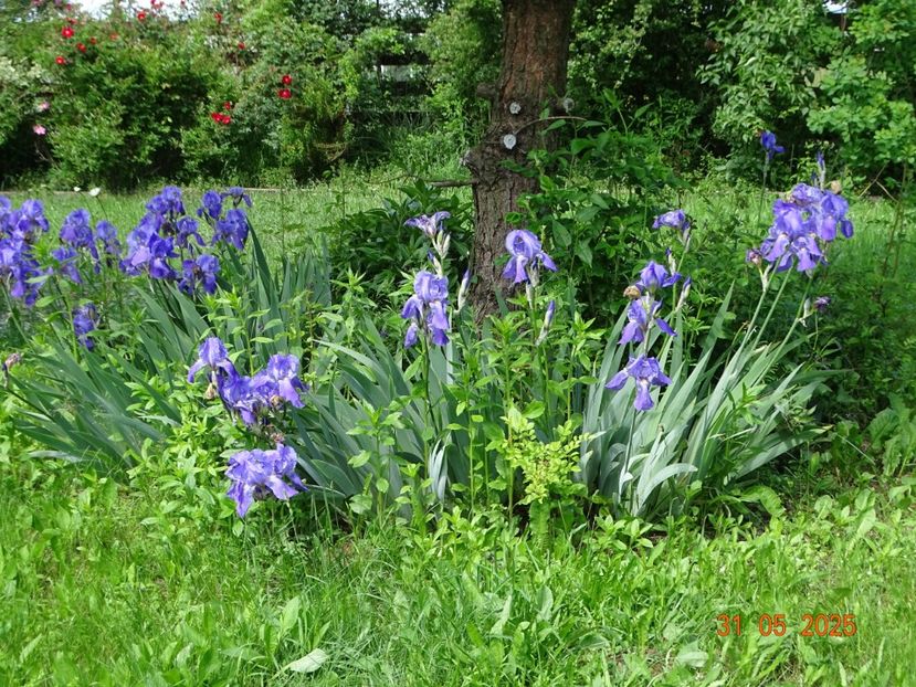  - Irisi 2025 -Dobarland