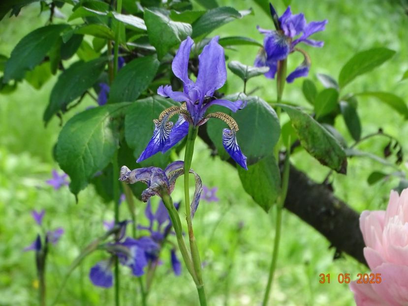 Blue King (sibirica) - Irisi 2025 -Dobarland