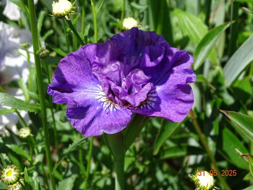 Rosy Bows (sibirica) - Irisi 2025 -Dobarland