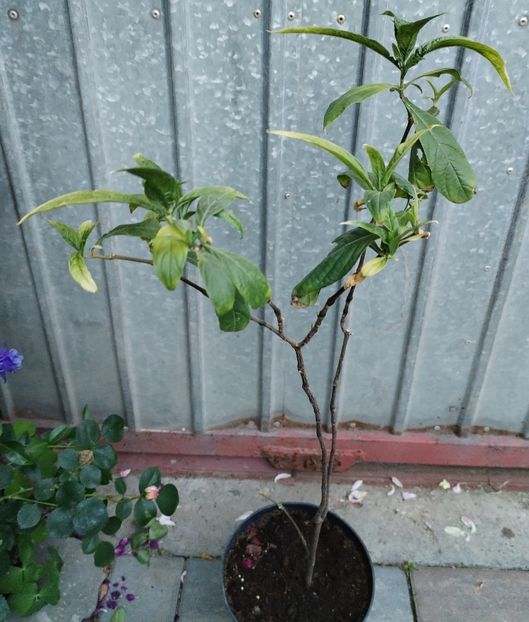Pachistachis - Flori 2025