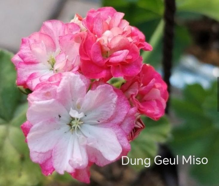 Dung Geul Miso - Flori 2025